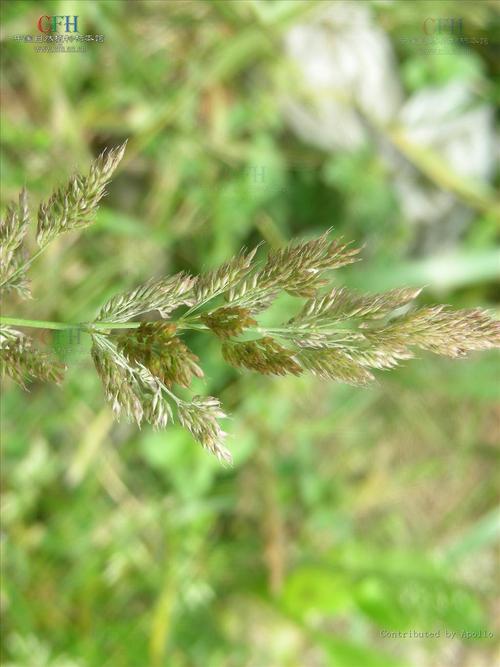 agrostis linn